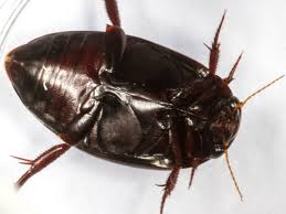 Attēlu rezultāti vaicājumam “Ilybius sp.”