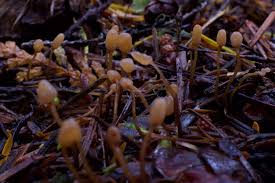 Attēlu rezultāti vaicājumam “Heyderia abietis”