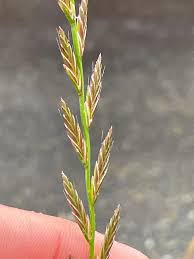 Attēlu rezultāti vaicājumam “Lolium perenne”