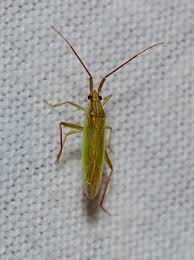 Attēlu rezultāti vaicājumam “Rhabdomiris striatellus imago”