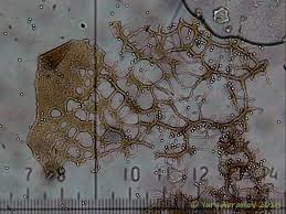 Attēlu rezultāti vaicājumam “Cribraria macrocarpa”