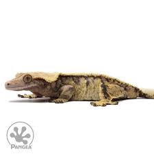 Image result for Harlequin Gc