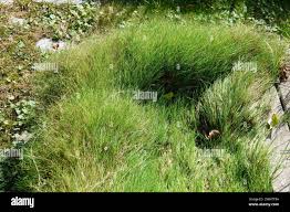 Attēlu rezultāti vaicājumam “Agrostis canina”