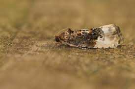 Attēlu rezultāti vaicājumam “Hedya nubiferana”