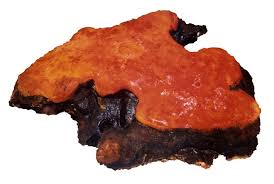 Attēlu rezultāti vaicājumam “Antrodia”