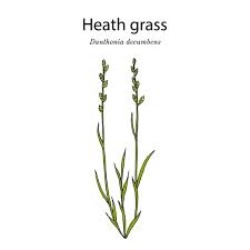 Attēlu rezultāti vaicājumam “Danthonia decumbens bud”