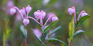 Attēlu rezultāti vaicājumam “Eurhynchiastrum pulchellum macro”