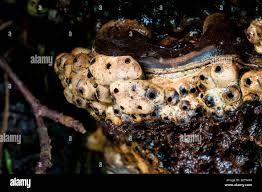 Attēlu rezultāti vaicājumam “Agathomyia wankowiczii”