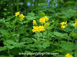 Image result for Chelidonium majus