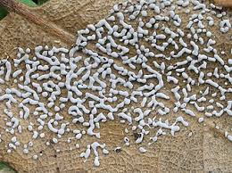 Attēlu rezultāti vaicājumam “Diderma deplanatum”