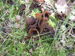 Attēlu rezultāti vaicājumam “Otidea bufonia”