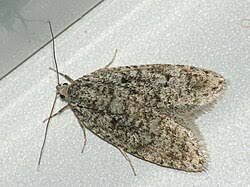 Attēlu rezultāti vaicājumam “Semioscopis avellanella imago”