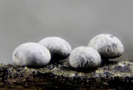 Attēlu rezultāti vaicājumam “Diderma chondrioderma spores”