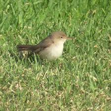 Attēlu rezultāti vaicājumam “Enteridium olivaceum young”