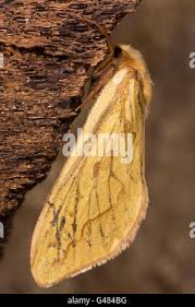 Attēlu rezultāti vaicājumam “Hepialus sylvina female”
