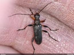 Attēlu rezultāti vaicājumam “Cortodera femorata”