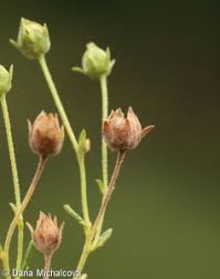Attēlu rezultāti vaicājumam “Potentilla arenaria bud”