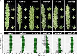 Attēlu rezultāti vaicājumam “Hordeum vulgare”