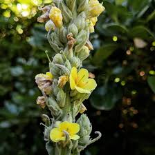 Attēlu rezultāti vaicājumam “Verbascum thapsus flower”