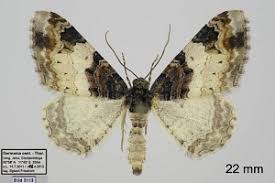 Attēlu rezultāti vaicājumam “Catarhoe cuculata”