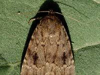 Attēlu rezultāti vaicājumam “Amphipyra livida”