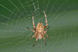 Image result for spider