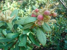 Attēlu rezultāti vaicājumam “Ophiotheca chrysosperma sessile”