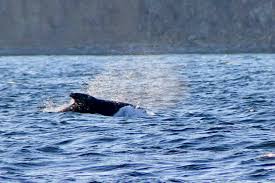 Image result for Leucopleurus acutus