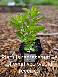 Attēlu rezultāti vaicājumam “Lysimachia punctata”