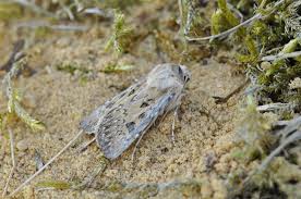 Attēlu rezultāti vaicājumam “Agrotis ripae”