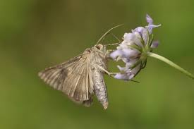 Attēlu rezultāti vaicājumam “Autographa gamma”