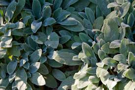 Image result for Chrysanthemum ptarmiciflorum