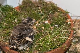 Attēlu rezultāti vaicājumam “Motacilla alba nest”