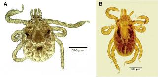 Attēlu rezultāti vaicājumam “Dermacentor reticulatus female”