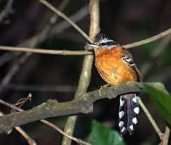 Attēlu rezultāti vaicājumam “Cribraria ferruginea”