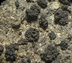 Attēlu rezultāti vaicājumam “Collema”