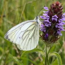 Attēlu rezultāti vaicājumam “Pieris napi female”
