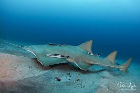 Image result for Pristis pectinata