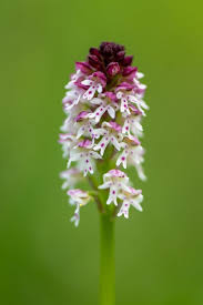 Attēlu rezultāti vaicājumam “Orchis ustulata flower”