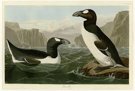 Image result for Pinguinus impennis