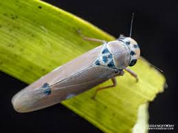 Attēlu rezultāti vaicājumam “Macrosteles sp. nymph”