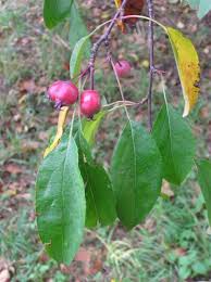 Attēlu rezultāti vaicājumam “Malus purpurea”