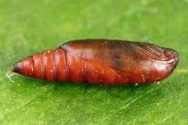 Attēlu rezultāti vaicājumam “Gelechia jakovlevi”