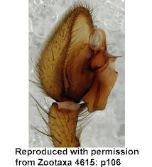 Attēlu rezultāti vaicājumam “Agroeca brunnea”