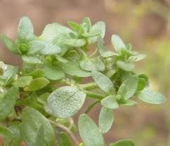 Attēlu rezultāti vaicājumam “Callitrichaceae”