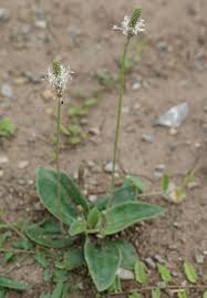 Attēlu rezultāti vaicājumam “Plantago media leaf”