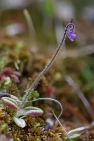 Attēlu rezultāti vaicājumam “Pinguicula vulgaris fruit”