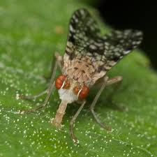 Attēlu rezultāti vaicājumam “Trypetoptera punctulata”