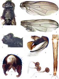 Attēlu rezultāti vaicājumam “Tetanops myopina”
