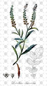 Attēlu rezultāti vaicājumam “Lunaria rediviva fruit”